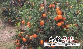 沃柑栽培技术 沃柑栽培技术视频