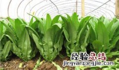 油麦菜种植方法和最佳时间 油麦菜的播种时间及种植方法