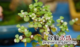 金枝玉叶烂根处理方法图片 金枝玉叶烂根处理方法