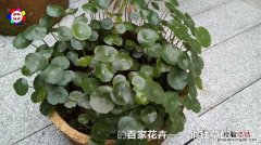 铜钱草有什么特征，铜钱草花是什么样子的