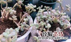 兰花多肉种植方法和注意事项 兰花多肉种植方法和注意事项图片