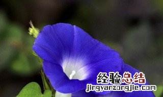 牵牛花种子浸泡几小时种合适 牵牛花种子浸泡播种方法