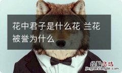 花中君子是什么花 兰花被誉为什么