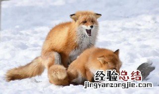 狐狸骚味怎么去除 狐狸毛有味怎么去除