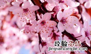 樱花种子怎么种 樱花种子种植方法和时间