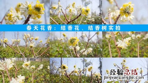 结香花什么时候开花