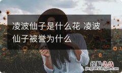 凌波仙子是什么花 凌波仙子被誉为什么