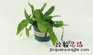 昙花什么时候修剪怎样修剪 昙花几月份修剪好