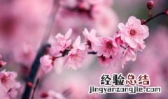 盆栽梅花应在何时如何剪枝 盆栽梅花如何修剪,什么季节修剪