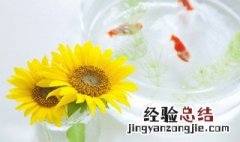 小盆鲜花放家里什么地方好 盆花放在什么地方好