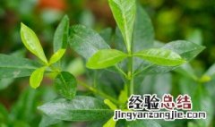 栀子花的养殖方法? 栀子花养殖技巧和注意事项