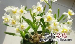 种水仙花步骤 种水仙花技巧