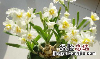 种水仙花步骤 种水仙花技巧