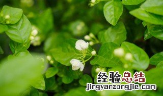 茉莉花何时剪枝最好 茉莉花什么时候修剪枝