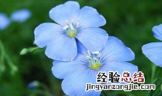 家庭蓝花亚麻种子种植方法 蓝花亚麻种子种植方法和注意事项