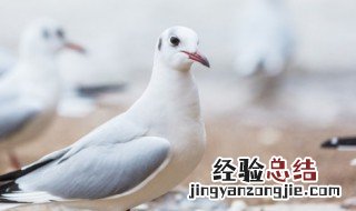 养肉鸽种鸽如何引种好 肉鸽怎么选种鸽