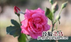 秋季月季花如何修剪枝条 秋季月季花如何修剪