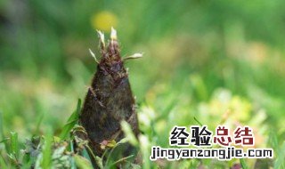 挖笋的技巧和方法 怎么挖笋
