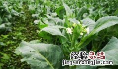 芥菜种植时间和方法 芥兰菜种植时间和方法