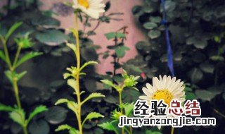 蜂室花种子的种植方法 蜂室花种子的种植方法和时间