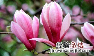 做梦梦见花是什么意思 做梦梦见花梦境解析