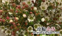 鲜花澳洲腊梅怎么保鲜时间长 怎么保鲜鲜花澳洲腊梅