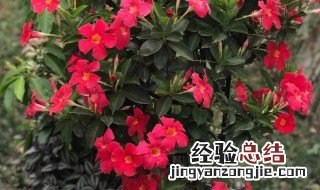 飘香藤冬天在外面能过冬吗 飘香藤冬天能在室外过冬吗
