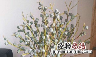 尤加利果的摆放禁忌 尤加利果水养后还能做干花吗