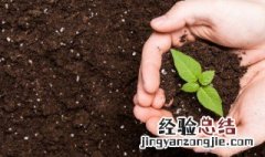 冬天种茶树怎么做肥料 冬天种茶树怎么做