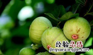 无花果的养殖方法和注意事项 无花果怎么养殖