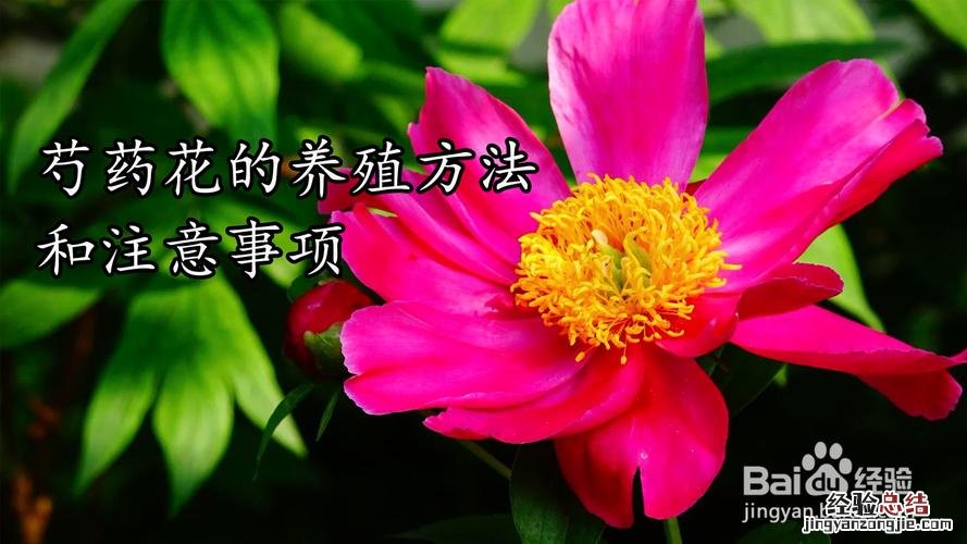 芍药花的养殖方法和注意事项