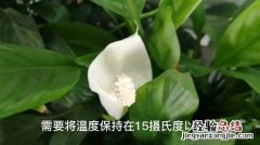 白掌用什么土栽培