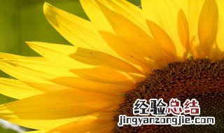 向日葵种子发芽后应该怎么做手工 向日葵种子发芽后应该怎么做