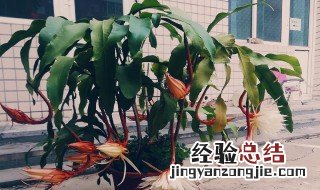 昙花盆栽要点有哪些 昙花盆栽有哪些要点