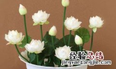 适合室内养植的花卉 几种适合室内养殖的花卉