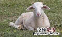 羊肋条肉是哪个部位的肉 羊肋间肉是在羊哪个部位