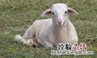 羊肋条肉是哪个部位的肉 羊肋间肉是在羊哪个部位