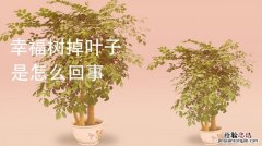 幸福树掉叶子挽救方法