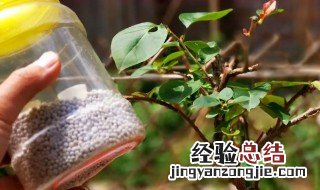 什么季节适合给花修剪花枝 什么时候对花草施肥剪枝最好