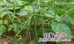 种植绿豆的方法视频 种植绿豆的方法