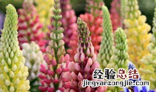 鲁冰花种子的种植小技巧 鲁冰花种子图片放大