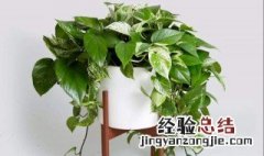 适合养在室内的植物有那些 在室内适合养什么植物