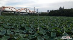 洪湖有哪些旅游景点