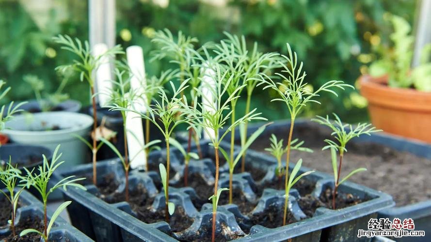 养“茶花”时，仔细注意这“3点”，花期开花开满枝，赛过牡丹