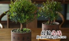 小叶紫檀盆景种植技巧 小叶紫檀盆景种植技巧和方法