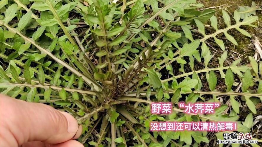 水蕨有哪些作用