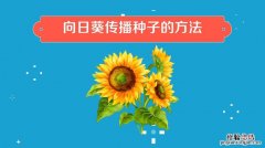 太阳花籽什么时候播种