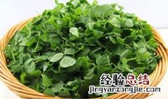 草头是什么季节的蔬菜 草头是什么