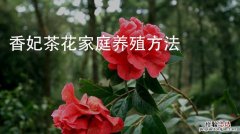 春天盆栽茶花怎么浇水