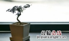 盆栽植物松土技巧 盆栽植物松土技巧图解